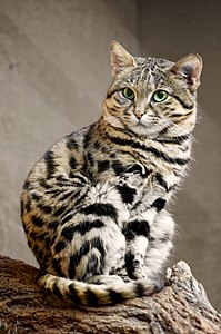 Felis Nigripes: Descrizione, Distribuzione e habitat, Comportamento