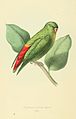 Zoological Illustrations Volume I Series 2 001.jpg