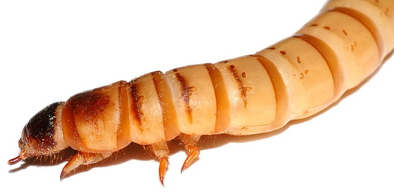 File:Zophobas morio larva - side (aka).jpg