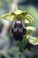 Ophrys omegaifera ssp. israelitica