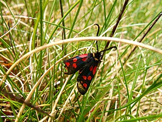 <i>Zygaena anthyllidis</i> Species of moth