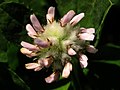 Miniatura para Trifolium tomentosum