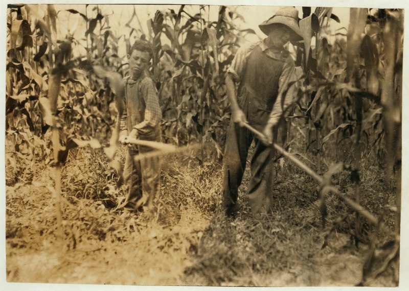 File:'Chopping corn' Everett Adams, 15 years and Ora Adams, 9 years. Address Hiatt, Ky. Go to Hickory Grove School, but they have been absent most of the past 6 weeks for work, sickness, etc. LOC nclc.00479.tif