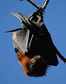 Flying fox in Lachlan Swamp (1)Bat Colony 050.jpg