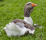 Ánsar doméstico del Tierpark Hellabrunn, en Múnich, Alemania