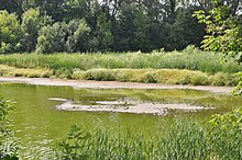 Заростання водойми гідрологічного заказника "Митченківський"