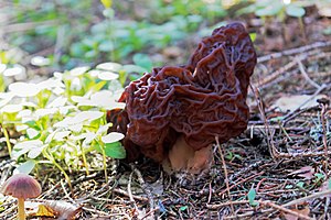 Morchella Esculenta