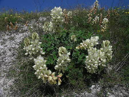 Hedysarum grandiflorum