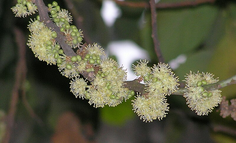 File:假柿木薑子(假柿樹) Litsea monopetala -香港梅樹坑公園 Mui Shue Hang Park, Hong Kong- (9213305333).jpg