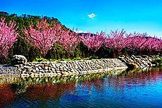 櫻花在臺灣臺中市武陵農場 Fiore di ciliegio - Sakura nella fattoria Wuling, città di Taichung, TAIWAN.jpg