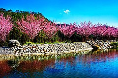 櫻花在臺灣臺中市武陵農場 Cherry blossom - Sakura in Wuling Farm, Taichung City, TAIWAN.jpg