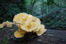 ペテガリ岳登山道に生えるタモギダケ