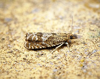 <i>Dichrorampha plumbagana</i> Species of moth