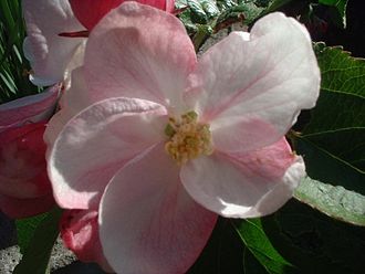 A blossom of Ellison's 105elison2.jpg