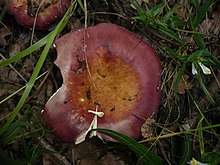 2008-07-30 Russula decipiens 68830.jpg