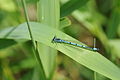 * Nomination: Coenagrion puella --ComputerHotline 16:54, 1 May 2011 (UTC) * Review  Comment Good quality, but the composition looks random, maybe try a tighter crop. --Quartl 17:53, 1 May 2011 (UTC)