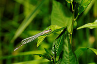 Agrion jouvencelle mâle immature.