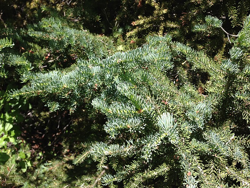 File:2013-06-16 12 26 27 Closeup of Subalpine fir needles in the Owyhee River Canyon of Elko County, Nevada.jpg