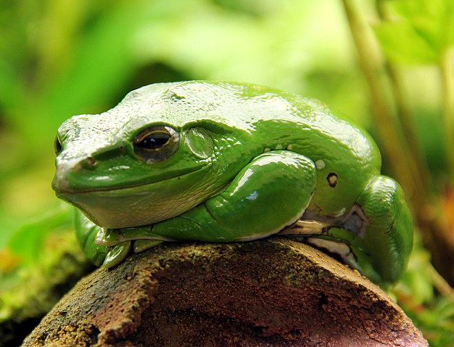 El ambiente en youtube. - Página 3 660px-2013-10_Chinese_tree_frog