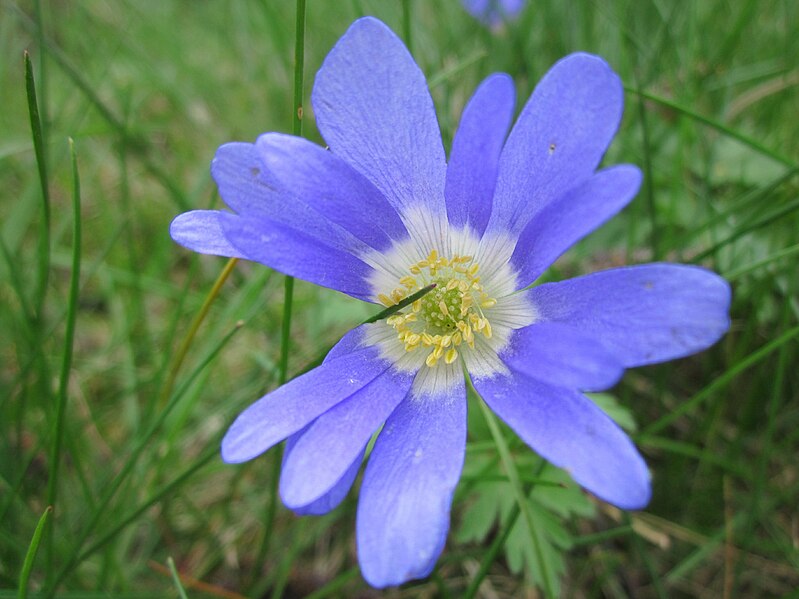 File:20130421Anemone blanda2.jpg