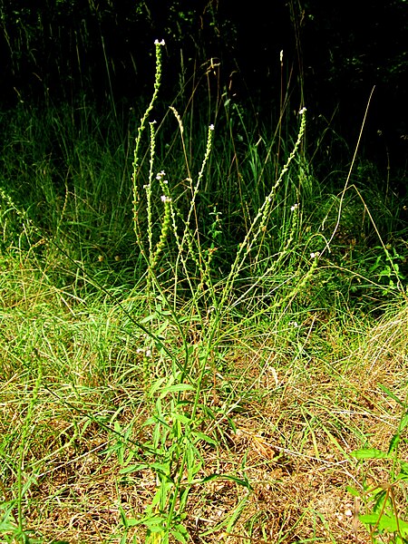 File:20130726Verbena officinalis2.jpg