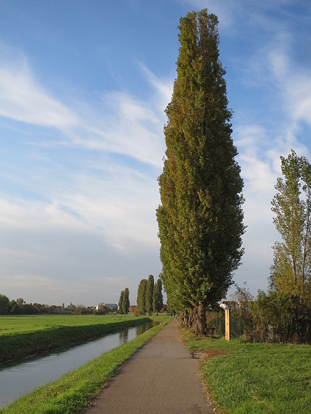 File:20131019Populus nigra Italica.jpg