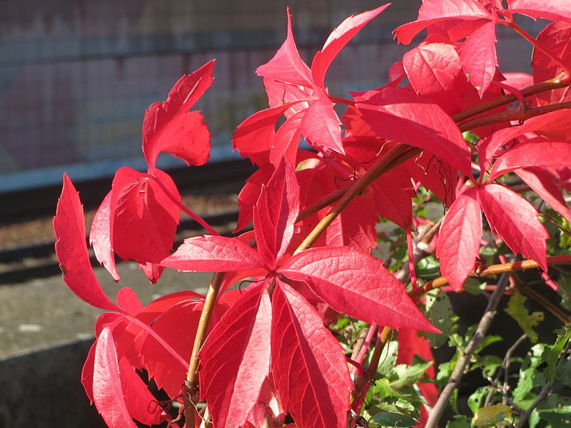 File:20141011Parthenocissus quinquefolia03.jpg