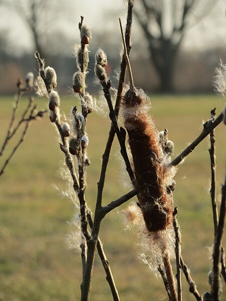 File:20150317Typha latifolia3.jpg