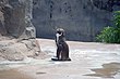 Grape-kun bên tấm tranh cắt Hululu