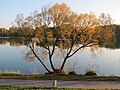 2018-10-22 Salix viminalis (basket willow) at Krems an der Donau