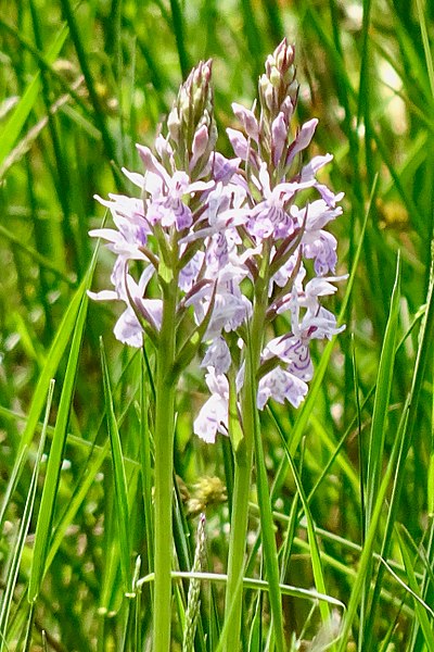 File:20180607 orchis Dwingelderveld.jpg