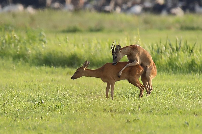 File:201807018 067 Sint Jansklooster Weerribben NP, Ree (43533586841).jpg