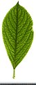 * Nomination Aronia mitschurinii. Leaf adaxial side. --Knopik-som 03:22, 7 August 2021 (UTC) * Promotion  Support Good quality -- Johann Jaritz 03:42, 7 August 2021 (UTC)