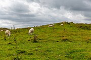 A view of Housesteads Roman Fort along Hadrian's Wall in the United Kingdom.