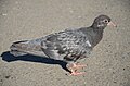 * Nomination Feral pigeon --Butko 08:09, 19 March 2024 (UTC) * Promotion Good quality. --Kritzolina 20:10, 26 March 2024 (UTC)