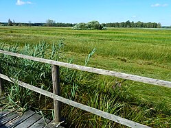 Naturschutzgebiet Federsee