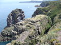 Blick auf den Vogelfelsen La Fauconniere-Das Cap Frehel ist ein Vogelschutzgebiet das viele Brutvogelarten beherbergt-Cote de Emeraude,Village Plevenon