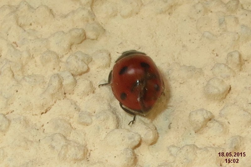 File:7-spot ladybird (NH266) (21411356508).jpg