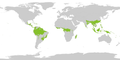 In diesen Gebieten in der Nähe des Äquators wächst Tropischer Regenwald.