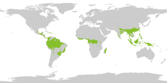 800px-tropical wet forests.png