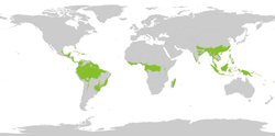 全球熱帶及副熱帶雨林分佈