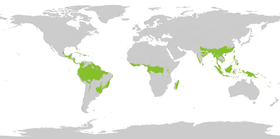 Distribución geográfica de las selvas umbrófilas