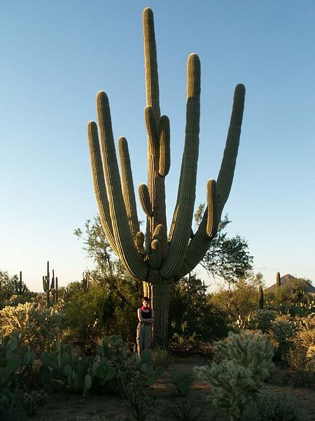 File:A-Very-Old-Saguaro-right-outside-the-Saguaro-National-Park-Arizona.jpg