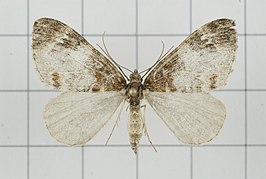 Dysstroma sikkimensis