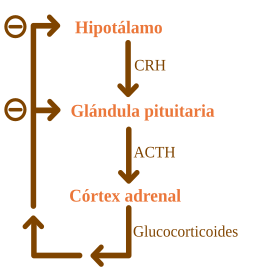 File:ACTH Negative Feedback-es.svg