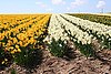 A Bulb Field - geograph.org.uk - 159711.jpg