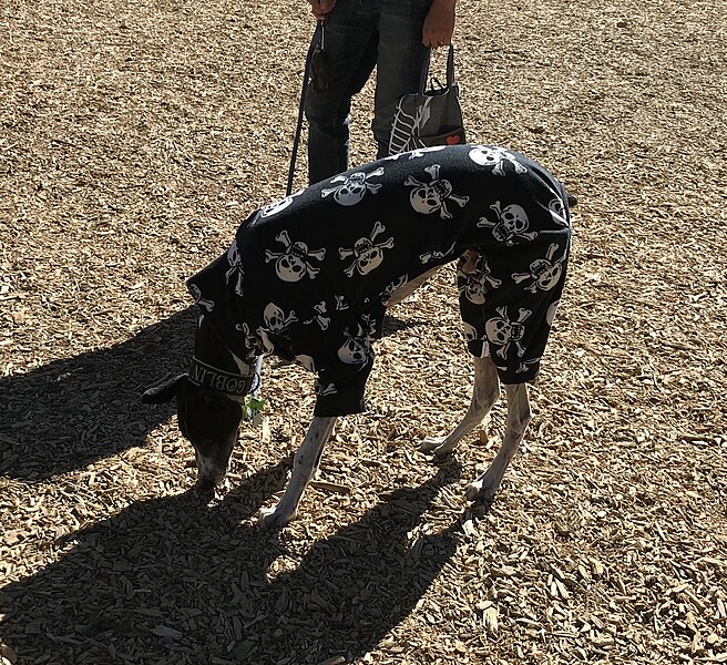 File:A Dalmatian’s Halloween costume. (50609932723).jpg