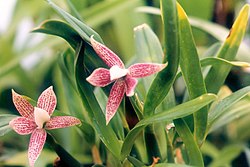 A and B Larsen orchids - Encyclia garciana 651-7. jpg