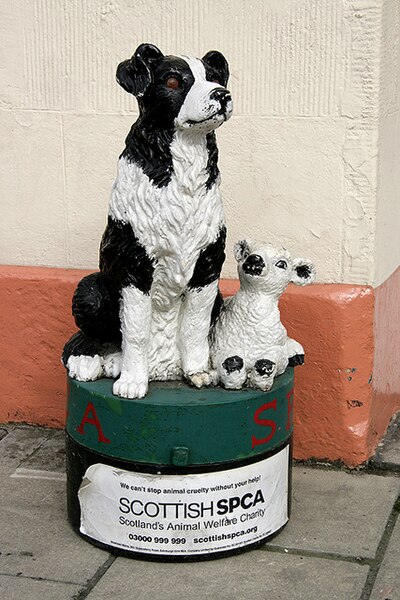 File:A model charity sheep dog in Selkirk - geograph.org.uk - 2509585.jpg