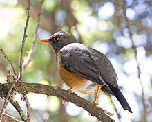 Абиссиниялық мылжың (Turdus abyssinicus) (16341647185) .jpg